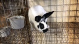 Broken Black Mini Rex Jr Buck W/ Pedigree
