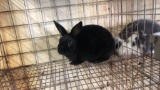 Black Mini Rex Jr Doe W/ Pedigree