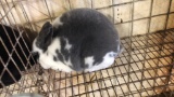 Broken Lilac Mini Rex Jr Buck W/ Pedigree