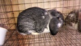 Broken Chinchilla Mini Lop Sr Buck W/ Pedigree