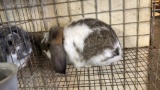 Broken Chestnut Mini Lop Jr Buck W/ Pedigree
