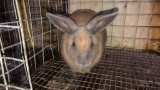 Brown Buck
