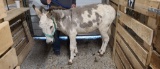 Paint Gelding Donkey - 8 Yrs Old - Name: Ralph