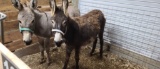 Black Jenny Donkey - 2 Yr Old - Name: Amelia