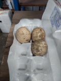 3 Fertile Peafowl Eggs