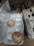 3 Fertile Peafowl Eggs
