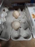 2 Fertile Peafowl Eggs