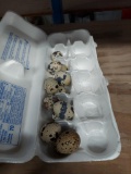 1 Doz Fertile Coturnix Quail Eggs