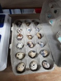 1.5 Doz Fertile Coturnix Quail Eggs