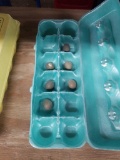 6 Fertile Button Quail Eggs