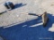 Carpet Spear