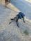 Fifth wheel hitch