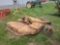 Woods Cadet 6' Brush Hog