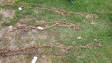 Chain