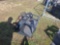 Wolverine Mini Skid Loader 44