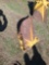 CAT 12