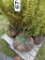 Pyramidal Boxwood