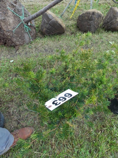 yew