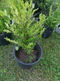 Green Velvet Boxwood