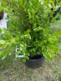 Green Velvet Boxwood