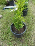 Green Velvet Boxwood