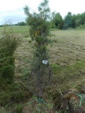 White Pine