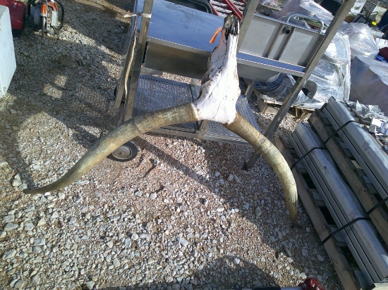 LONGHORN SKULL