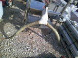 LONGHORN SKULL