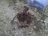ASST SPRING TRAPS