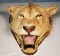 African Lion Head Taxidermy