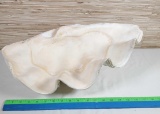 Giant Clam Shell