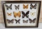 Vintage Real Butterfly Taxidermy 12 pc Specimen Display Framed Collection