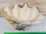 Giant Clam Shell