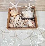 Collection of Shells incl. Sand Dollars & Starfish