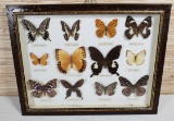 Vintage Real Butterfly Taxidermy 12 pc Specimen Display Framed Collection