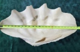 Giant Clam Shell (Tridacna gigas) 24