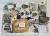 Large Lot Of Fossil Specimens