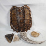 Fossils, Shells & Teeth