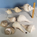 Collection Of 9 large Sea Shells