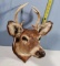 Vintage 6 Point Buck Taxidermy Deer Head Mount