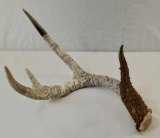 Indonesian Deer Antler Carving Balinese Artwork 