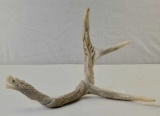 Indonesian Deer Antler Carving Balinese Artwork 