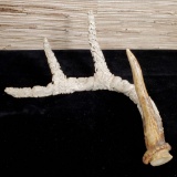 Indonesian Deer Antler Carving Balinese Artwork Sculpture