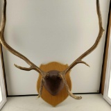 8 Point Rocky Mountain Elk Horns / Rack Taxidermy Mount Trophy