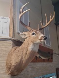 10 Point Buck Head Trophy Mount