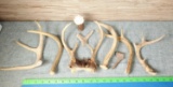 Collection of Deer Antlers