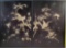 2 Chinese Black Lacquer Panels with Bone and Mother of Pearl Shibayama Inlay