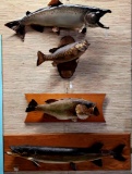 4 Taxidermy Fish Bass, Salmon & Pike