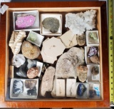 Case and Contents of Fish and Other Fossils and Minerals
