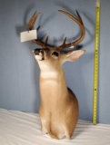 8 Point White Tail Deer Buck Taxidermy Trophy Wall Mount